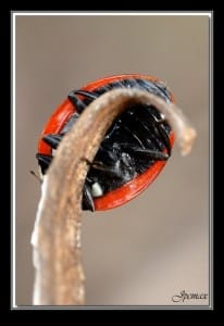 Coccinella Septempunctata tutoriel photo macro rapport de grandissement