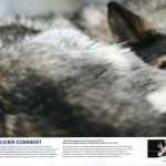 EPSON MFP image Olivier Comment photo de chien de traineau parue dans magazine Nikon Pro - TransAlp Vaudoise Suisse