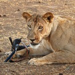 photographe_appareil_canon_attaque_lion_1 Ed Hetherington Canon 5D Mark II Lion