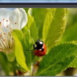 Oloneo PhotoEngine et HDRengine : support de 28 nouveaux boîtiers dont le Nikon D600