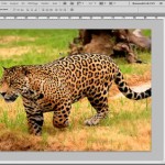 Tutoriel Photoshop : comment améliorer la netteté des images