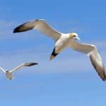 Tutoriel Photo 1/2 : Comment faire une photo nette avec un sujet en mouvement ?