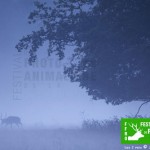 Concours Photo pour la 3ème édition du Festival de la Photo animalière de Rambouillet