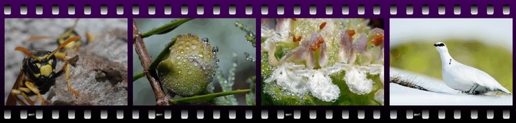 Nature d'Ariège : les concours