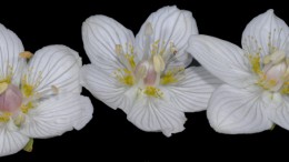 parnassia_palustris_2r.jpg