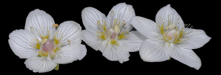 parnassia_palustris_2r.jpg