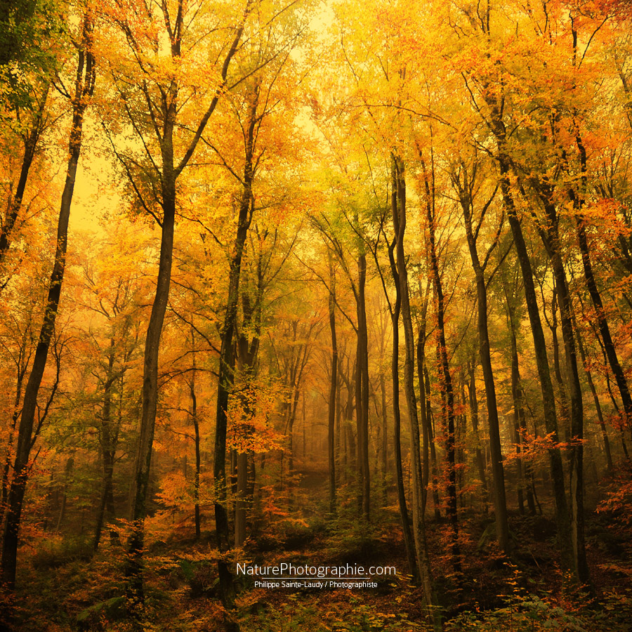 Philippe Sainte-Laudy - photographe et graphiste