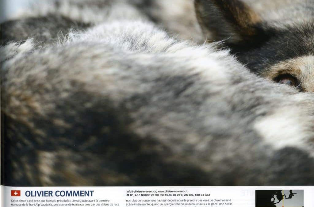 olivier_comment_chien_traineaux_nikon_pro_transalp_vaudoise.jpg