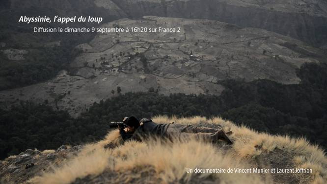 Abyssinie, l'appel du loup, un documentaire de Vincent Munier tourné au Nikon D4