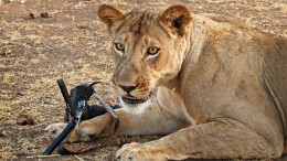 photographe_appareil_canon_attaque_lion_1.jpg