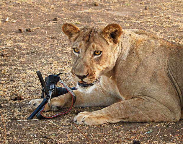 photographe_appareil_canon_attaque_lion_1.jpg