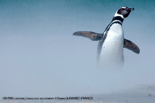 Manchot de Magellan, Spheniscus magellanicus. Erwan GLEMAREC / Naturimages