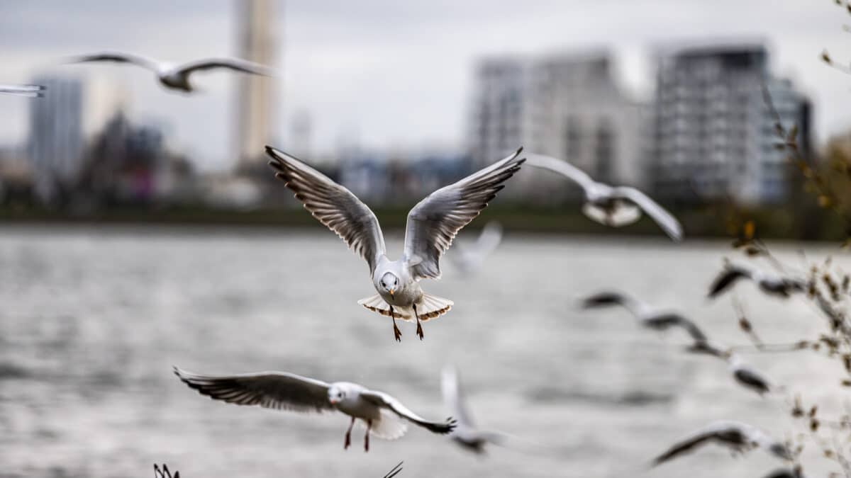 Comment faire une photo nette d'un oiseau en mouvement
