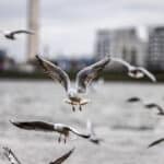 Comment faire une photo nette d'un oiseau en mouvement