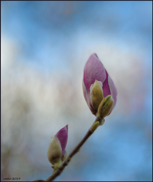 Nikon Df + Nikkor 55mm f/1.2 AI - Image (C) Rosko - anciens objectifs Nikon