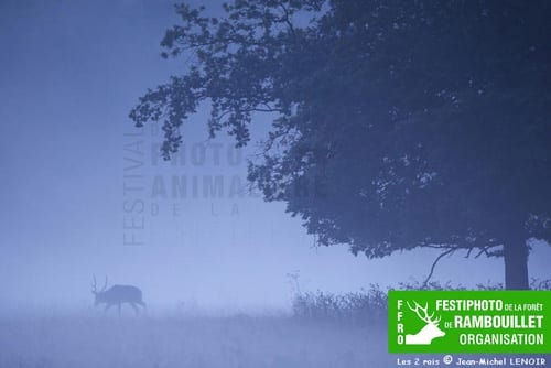 Concours Photo pour la 3ème édition du Festival de la Photo animalière de Rambouillet