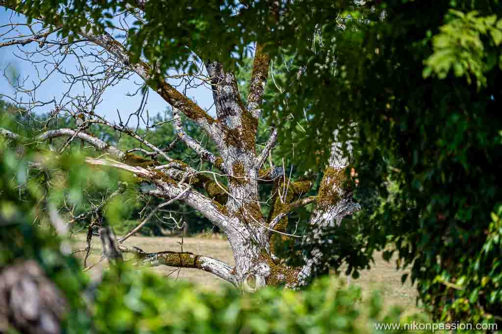 Une image extraite de ma série en cours sur les arbres