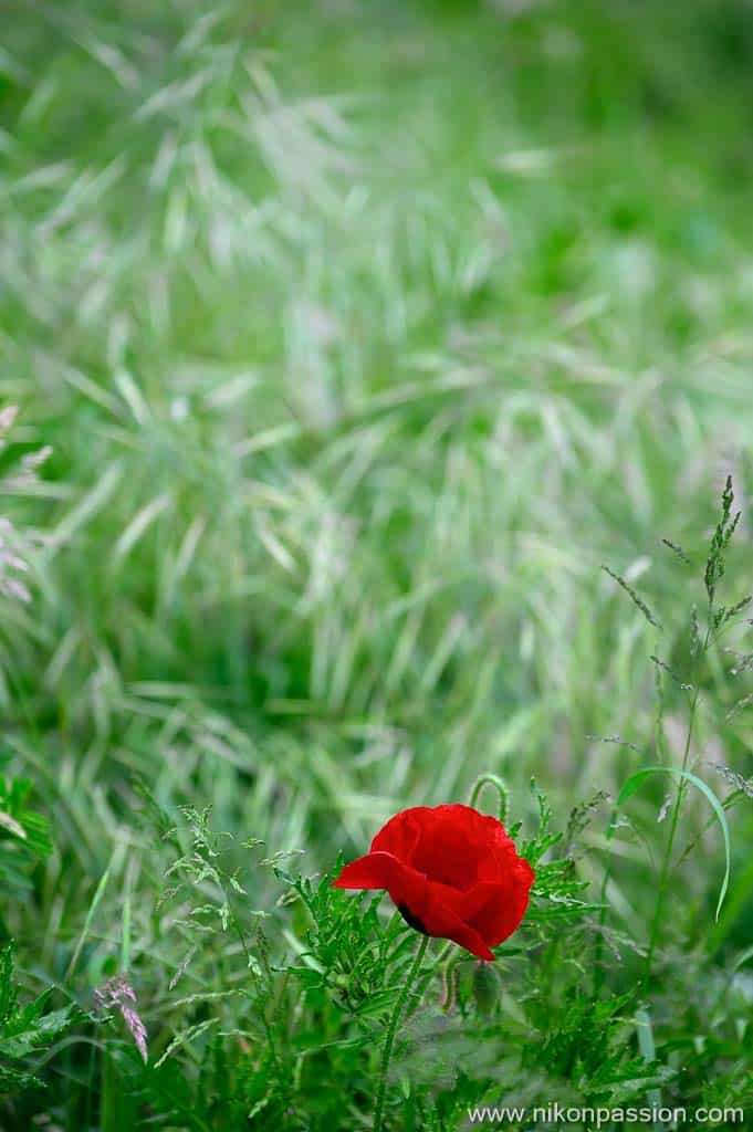 Placer la fleur au premier plan permet de l'isoler du fond