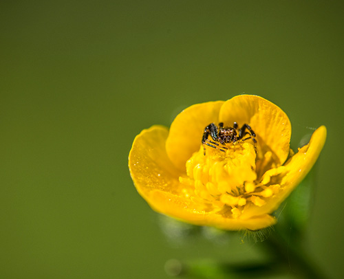 Sortie Photo Macro Lyon Nikon Passion