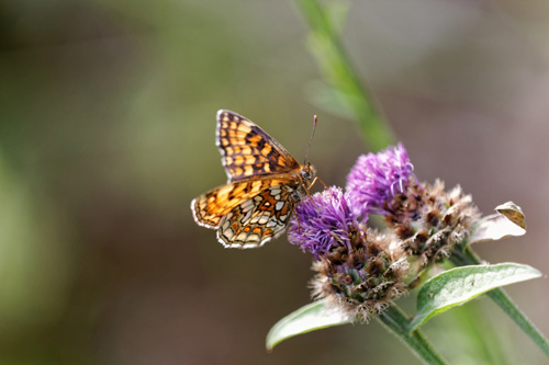 8 conseils pour traiter vos images nature avec DxO Optics Pro : le tutoriel pas à pas