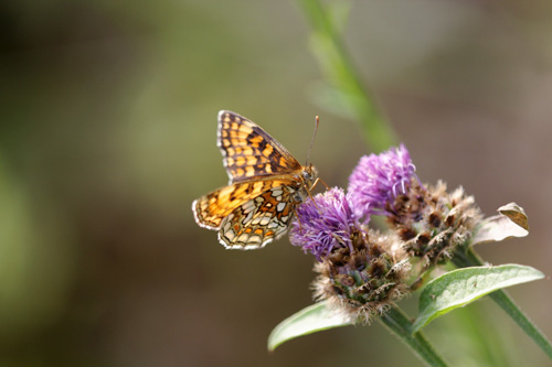 8 conseils pour traiter vos images nature avec DxO Optics Pro : le tutoriel pas à pas