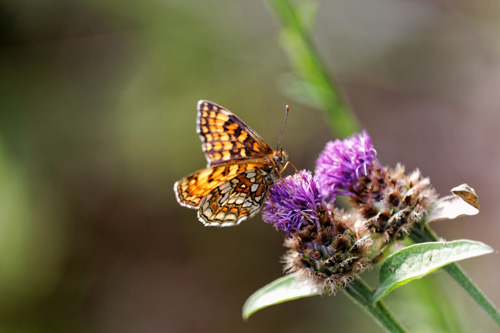 8 conseils pour traiter vos images nature avec DxO Optics Pro : le tutoriel pas à pas