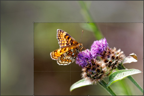 8 conseils pour traiter vos images nature avec DxO Optics Pro : le tutoriel pas à pas