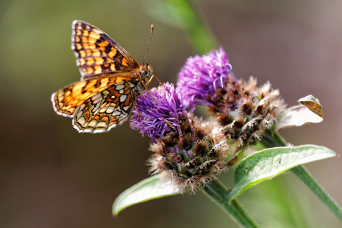 8 conseils pour traiter vos images nature avec DxO Optics Pro : le tutoriel pas à pas