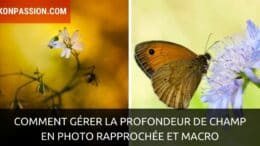 Comment gérer la profondeur de champ en photo rapprochée et macro