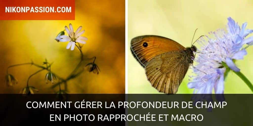 Comment gérer la profondeur de champ en photo rapprochée et macro