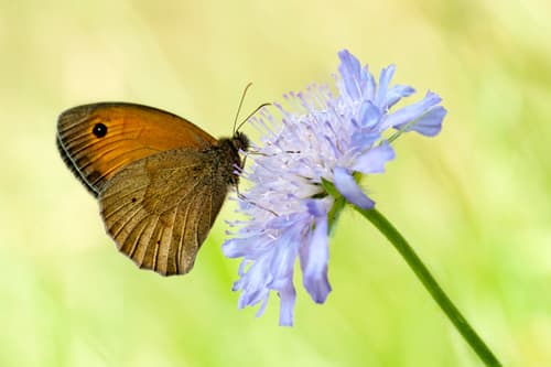 Comment gérer la profondeur de champ en photo rapprochée et macro