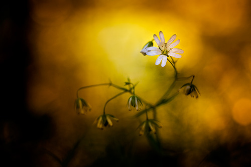 Comment gérer la profondeur de champ en photo rapprochée et macro