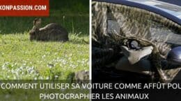 Comment utiliser sa voiture comme affût pour photographier les animaux