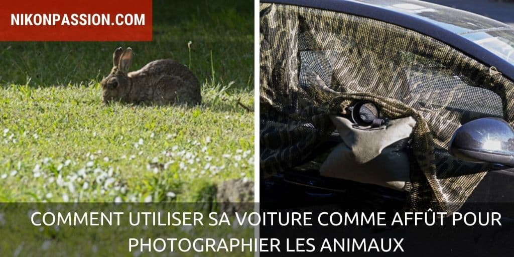 Comment utiliser sa voiture comme affût pour photographier les animaux