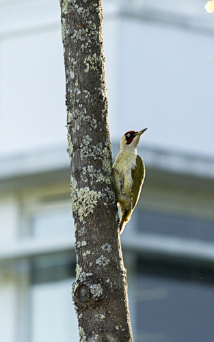 Comment photographier les oiseaux