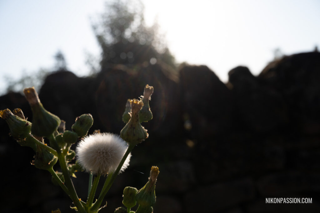 Cadrage et composition en photo : Utiliser la lumière pour plonger le sujet dans un contre-jour harmonieux