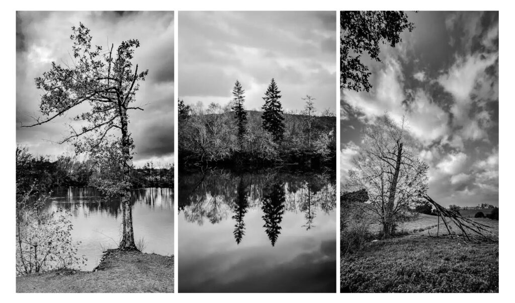 Au fil de mes balades, je crée une série de photos d'arbres que je traite en noir et blanc