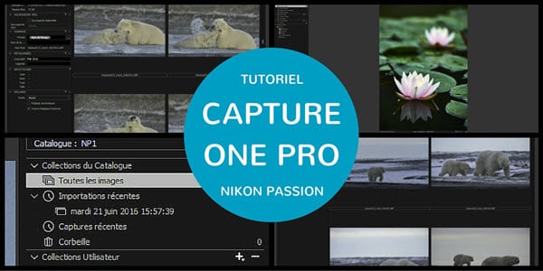 Tutoriel Capture One Pro : quel mode choisir entre catalogue et session