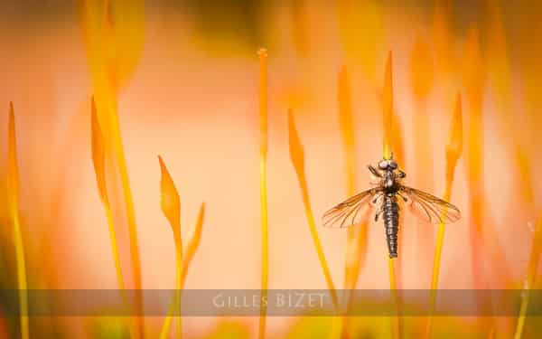 Concours Photo Spécial Expo Salon de la Photo