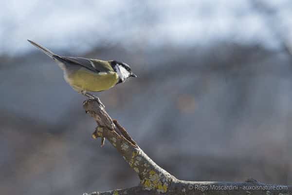 Test du Tamron SP 150-600mm f/5-6.3 Di VC USD G2