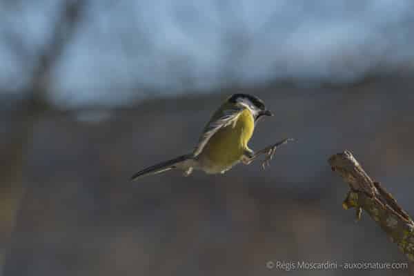 Test du Tamron SP 150-600mm f/5-6.3 Di VC USD G2