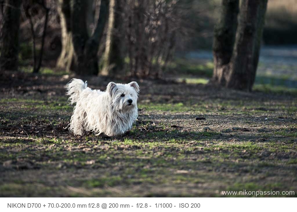 pourquoi et comment utiliser un zoom 70-200 mm