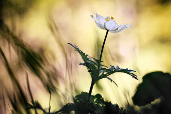 Comment faire un bokeh, effet de flou d'arrière-plan