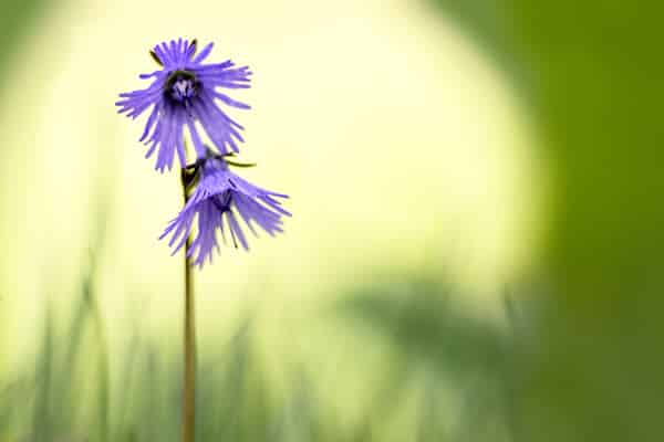 Comment faire un bokeh, effet de flou d'arrière-plan