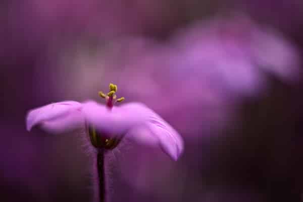 Comment faire un bokeh, effet de flou d'arrière-plan