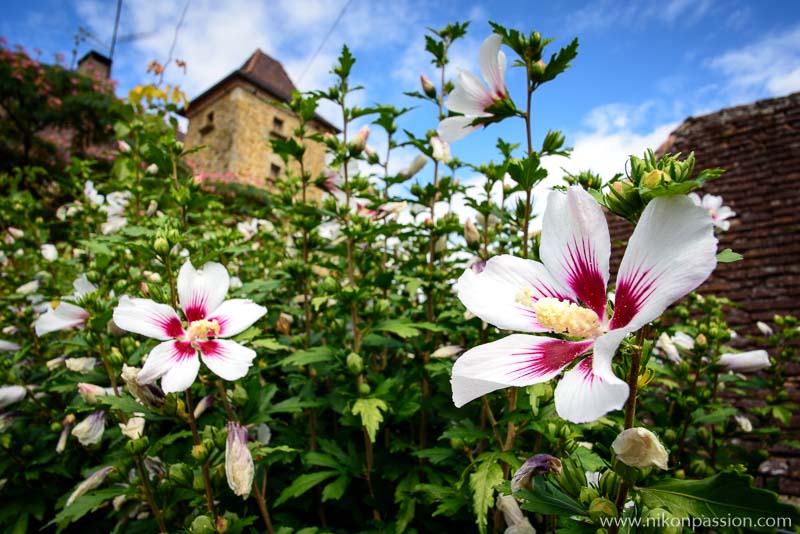 Quels objectifs photo choisir pour la photo de nature