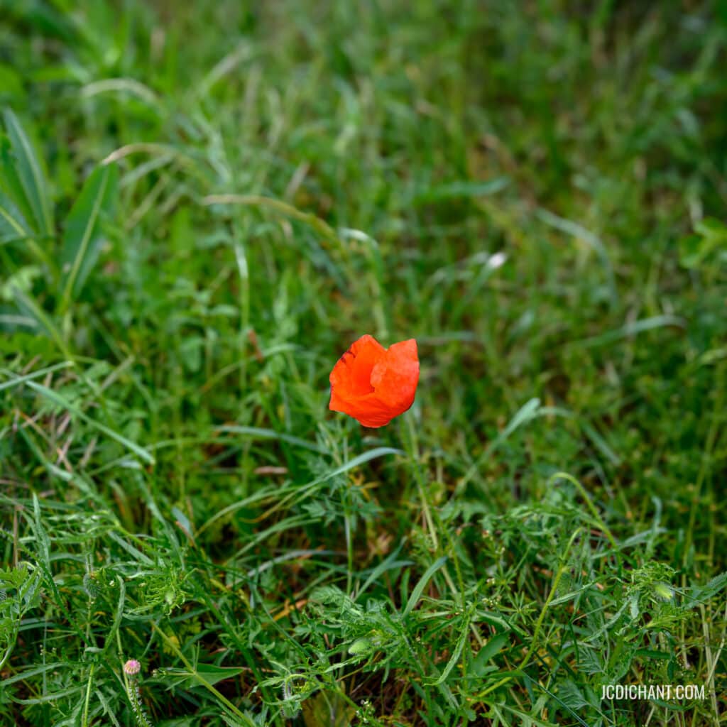 coquelicot - illustration d'un article sur la créativité en photographie