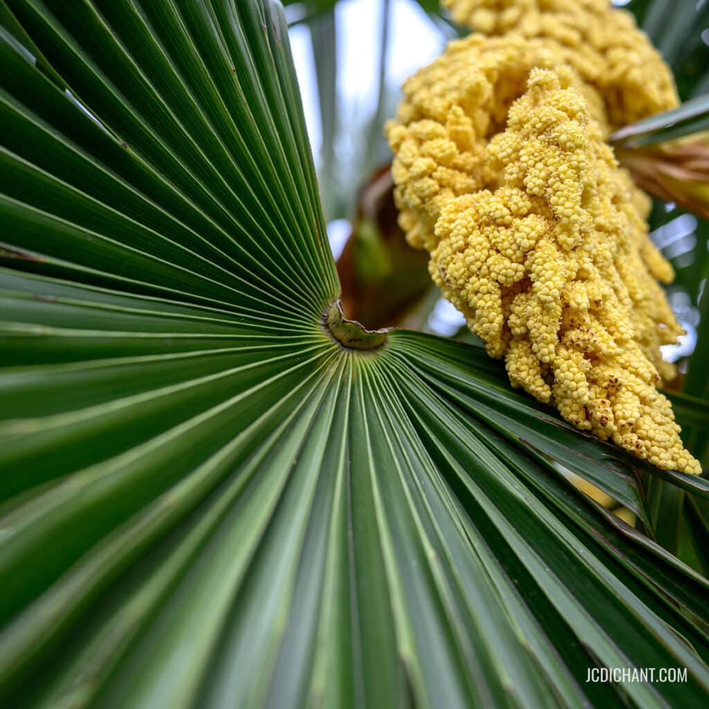 plante au lac de Choisy-le-roi - illustration d'un article sur la créativité en photographie