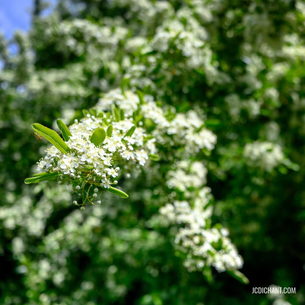 Mini-projet "La nature en ville" - photo © JC Dichant