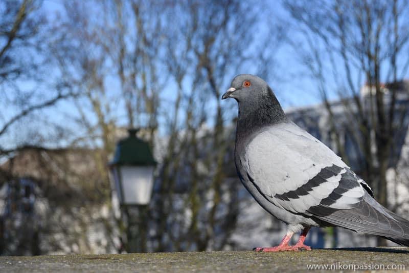 Exemple de photo faite avec le Nikon Z 50 - test